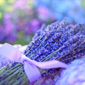 Lavender springs tied together