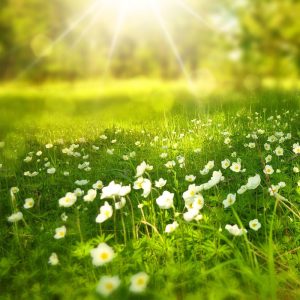 Grassy field with white flowers - spring scents